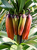 FRITILLARIA IMPERIALIS,  CROWN IMPERIAL,  HARDY BULB,  MARCH