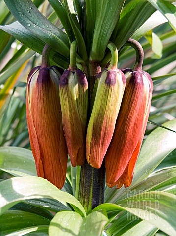 FRITILLARIA_IMPERIALIS__CROWN_IMPERIAL__HARDY_BULB__MARCH