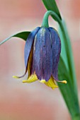 FRITILLARIA UVA VULPIS,  HARDY BULB,  MARCH