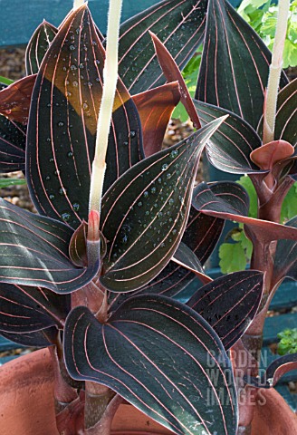 LUDISIA_DISCOLOR_JEWEL_ORCHID