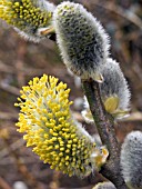 SALIX CAPREA,  PUSSY WILLOW,  (GOAT WILLOW)