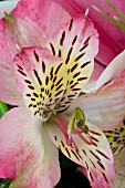 ALSTROEMERIA BALANCE,  CUT FLOWER,  MARCH