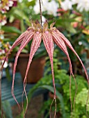 CIRRHOPETALUM ELIZABETH ANN BUCKLEBURY,  STOVE HOUSE ORCHID,  MARCH