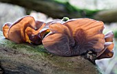 AURICULARIA AURICULA JUDAE,  JEWS EAR , NATIVE FUNGUS,  FEBURARY