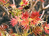 SORBARIA SORBIFOLIA (SPRING NEW LEAVES)