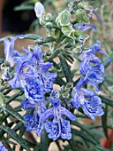 ROSMARINUS BLUE LAGOON,  ROSEMARY,  HERB,  HARDY SHRUB,  MARCH