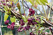 AKEBIA TRIFOLIATA,  MALE & FEMALE FLOWERS,  DECIDUOUS CLIMBER,  MARCH