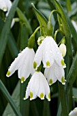 LEUCOJUM AESTIVUM GRAVETYE,  SNOWFLAKE,  HARDY BULB,  MARCH