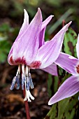 ERYTHRONIUM DENS CANIS,  DOGS TOOTH VIOLET,  MARCH