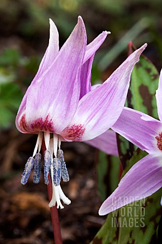 ERYTHRONIUM_DENS_CANIS__DOGS_TOOTH_VIOLET__MARCH