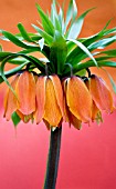 FRITILLARIA IMPERIALIS ,  CROWN IMPERIAL