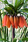 FRITILLARIA IMPERIALIS ,  CROWN IMPERIAL