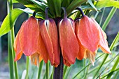 FRITILLARIA IMPERIALIS ,  CROWN IMPERIAL