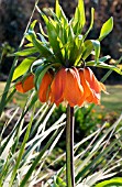 FRITILLARIA IMPERIALIS ,  CROWN IMPERIAL,  HARDY BULB,  MARCH