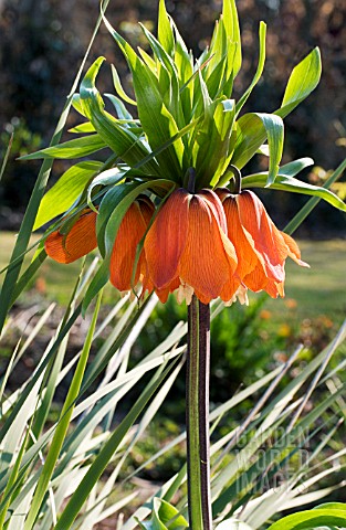 FRITILLARIA_IMPERIALIS___CROWN_IMPERIAL__HARDY_BULB__MARCH