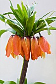 FRITILLARIA IMPERIALIS ,  CROWN IMPERIAL