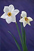 NARCISSUS PHEASANTS EYE,  DAFFODIL,  HARDY BULB,  MARCH