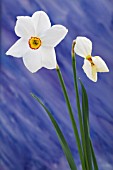 NARCISSUS PHEASANTS EYE,  DAFFODIL,  HARDY BULB,  MARCH