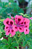 PELARGONIUM BRUNSWICK,   SCENTED LEAF PELARGONIUM,  TENDER POT PLANT,  MARCH