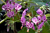 PELARGONIUM PAPILIONACEUM,  TENDER POT PLANT,  MARCH