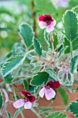 PELARGONIUM RENATE PARSLEY,  TENDER POT PLANT,  MARCH