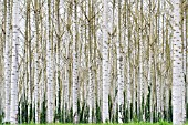 POPULUS SP,  POPLAR TREES,   APRIL