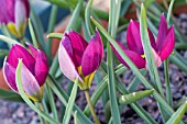 TULIPA HUMILIS PERSIAN PEARL,  TULIP