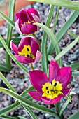 TULIPA HUMILIS PERSIAN PEARL