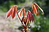 AESCULUS PARVIFLORA,  AMERICAN HORSE CHESTNUT,  SPRING GROWTH,  APRIL