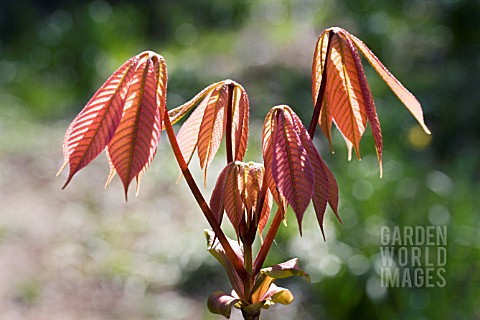 AESCULUS_PARVIFLORA__AMERICAN_HORSE_CHESTNUT__SPRING_GROWTH__APRIL