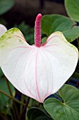 ANTHURIUM CHAMPION,  TENDER POT PLANT,  APRIL