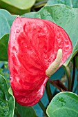 ANTHURIUM SMALL TALK RED,  TENDER POT PLANT,  APRIL