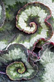 BEGONIA REX ESCARGOT,  TENDER POT PLANT,  APRIL