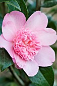 CAMELLIA BALLET QUEEN,  HARDY EVERGREEN SHRUB,  MARCH