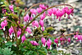 DICENTRA SPECTABILIS,  LADY IN THE BATH,  APRIL