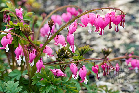 DICENTRA_SPECTABILIS__LADY_IN_THE_BATH__APRIL