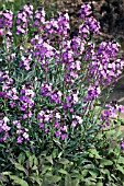 ERYSIMUM BOWLES MAUVE,  HARDY PERENNIAL,  APRIL