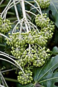 FATSIA JAPONICA,  SEEDHEADS,  MARCH