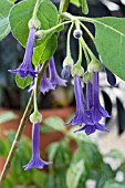 IOCHROMA GRANDIFLORUM,  TENDER POT PLANT,  APRIL