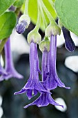 IOCHROMA GRANDIFLORUM,  TENDER POT PLANT,  APRIL