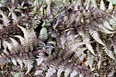 ATHYRIUM NIPONICUM VAR PICTUM,  JAPANESE PAINTED FERN,  APRIL