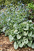 BRUNNERA MACROPHYLLA JACK FROST,  HARDY PERENNIAL,  APRIL