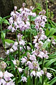 HYACINTHOIDES HISPANICA ROSEA,  PINK SPANISH BLUEBELL