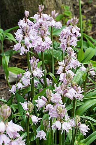 HYACINTHOIDES_HISPANICA_ROSEA__PINK_SPANISH_BLUEBELL