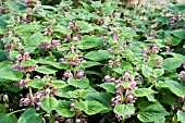 LAMIUM ORVALA,  HARDY PERENNIAL,  APRIL