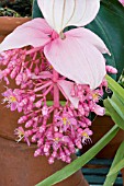 MEDINILLA MAGNIFICA,  TENDER POT PLANT,  APRIL