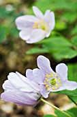 ANEMONE NEMEROSA BOWELS PURPLE