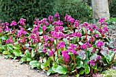 BERGENIA BALLAWAY, WOODLAND