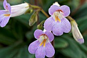 CHIRITA ERIKA, TENDER POT PLANT