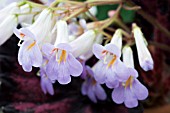 CHIRITA ERIKA, TENDER POT PLANT